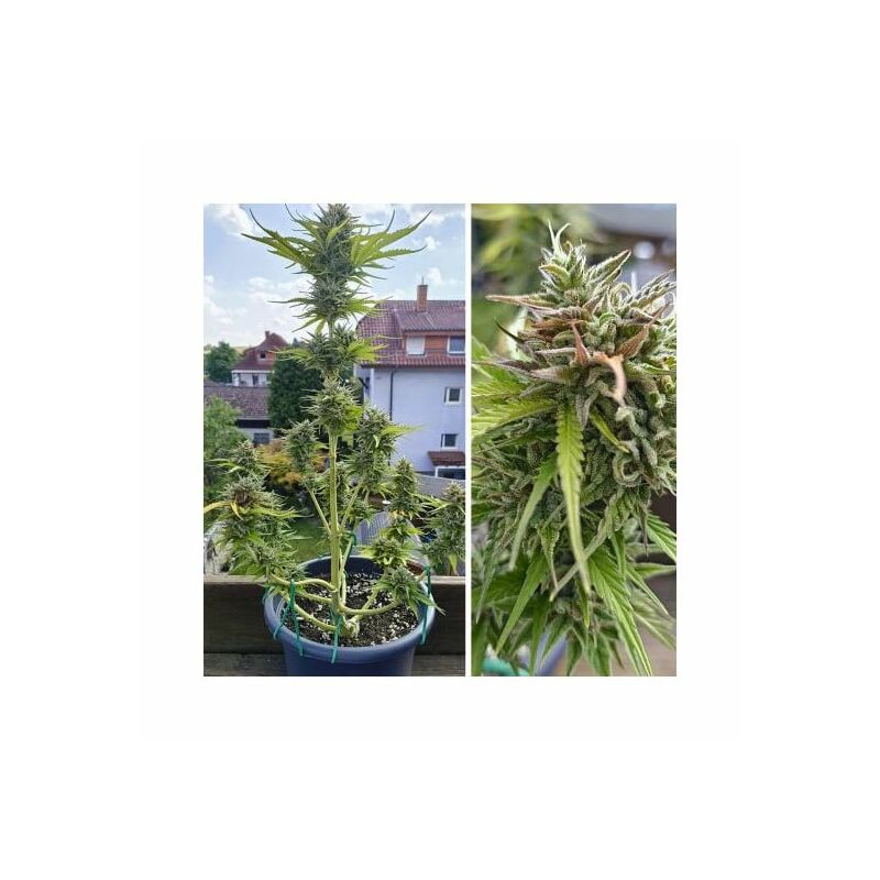 Auto Candy Bubatz XL, Фасовка: 7, изображение 3